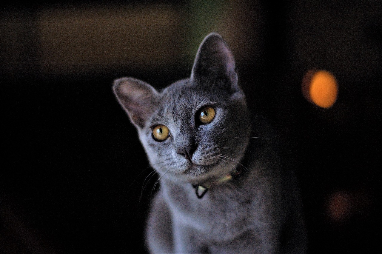 Understanding the Gentle Nature of the Russian Blue